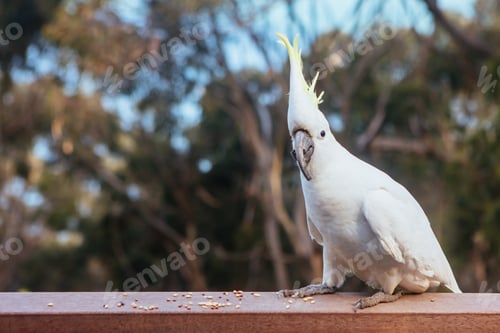 Preview: Wild Cockatoo Eating in Australia