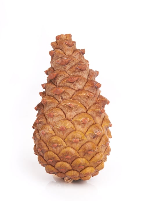 Preview: Pine cone