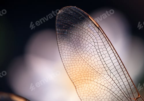 Preview: Close-up view wings of the dragonfly