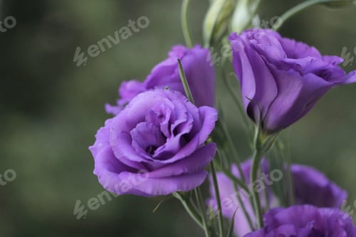 Preview: Close up view of nice purple flowers