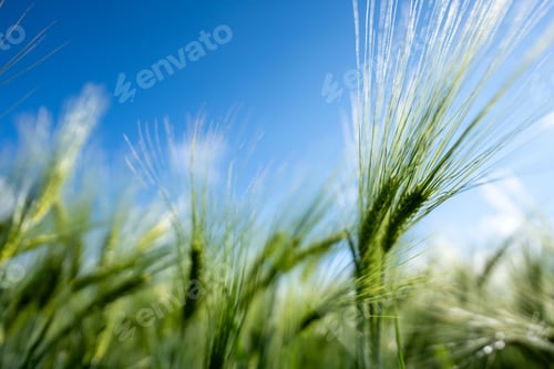 Preview: Of green wheat field with blue sky background on a sunny day