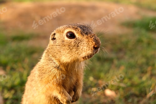Preview: European ground squirrel standing in the field. Wildlife scene from nature