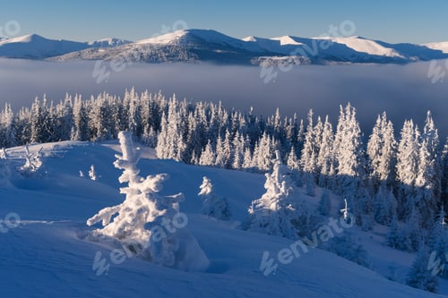 Preview: Winter landscape in a mountain forest