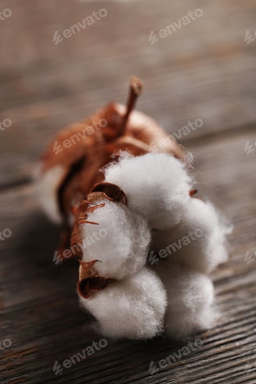 Preview: Cotton flower