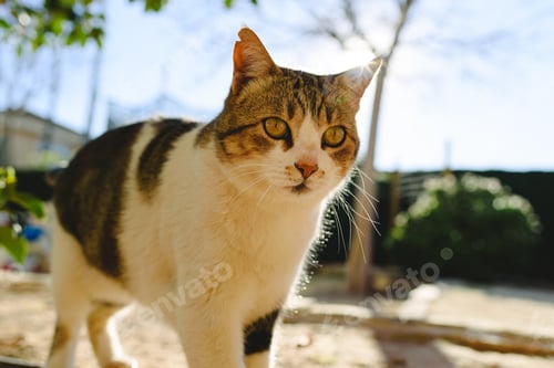 Preview: Portrait of a well-fed white and brown common cat.