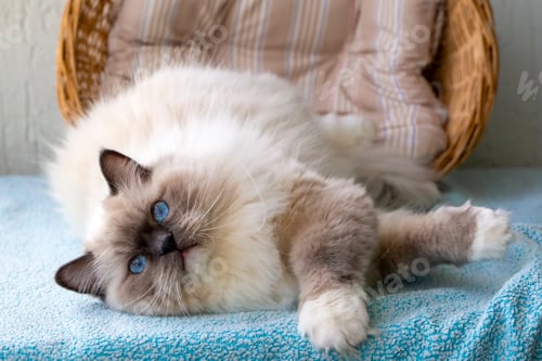 Preview: Cute pet ragdoll cat. Pet animal.