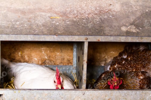 Preview: Free range chickens