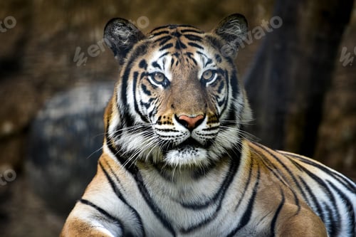 Vorschau: Panthera tigris sumatra