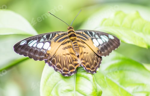 Preview: butterfly with brown-white wings