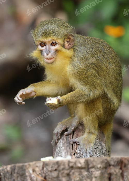 Preview: The Gabon talapoin (Miopithecus ogouensis), also known as the northern talapoin