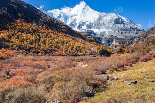 Preview: Colorful in autumn forest and snow mountain at Yading nature reserve, The last Shangri la