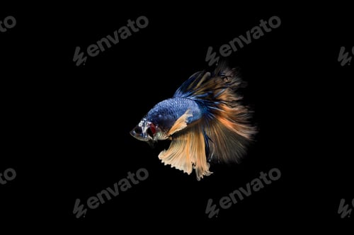 Preview: Beautiful colorful of siamese betta fish