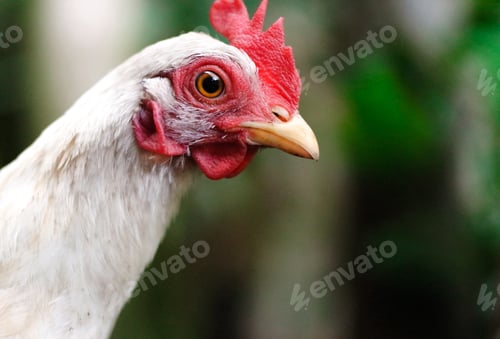 Preview: Chicken close up