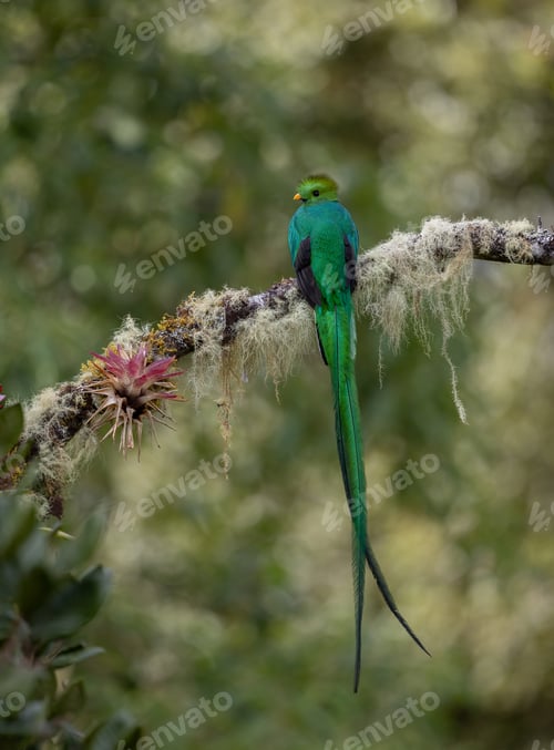 Preview: Resplendent Quetzal in Costa Rica