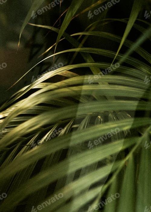 Preview: Tropical palm leaf close up
