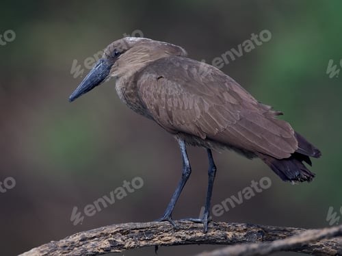 Preview: Hamerkop (Scopus umbretta)
