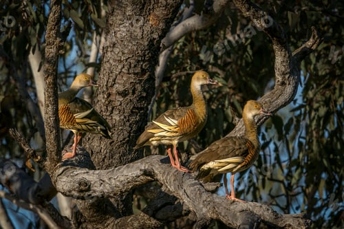 Preview: Group of whistling ducks perched on the branches of a lush, green tree.