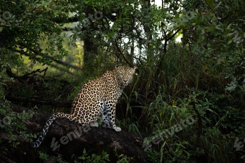 Preview: A leopard, Panthera pardus, sits on a branch, direct gaze