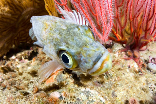 Preview: kelp rockfish