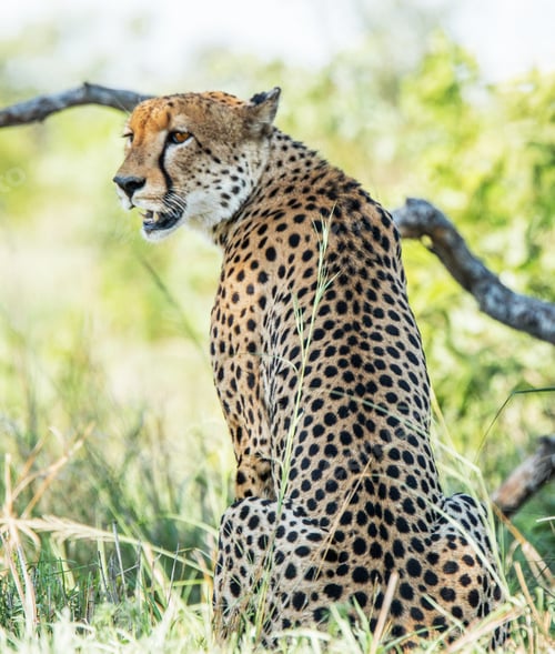 Preview: A Best wildlife sanctuary in the world