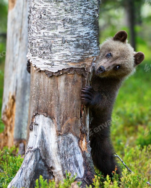 Preview: Male brown Grizzly bear on the grass ground hugging a tree in the forest in Finland