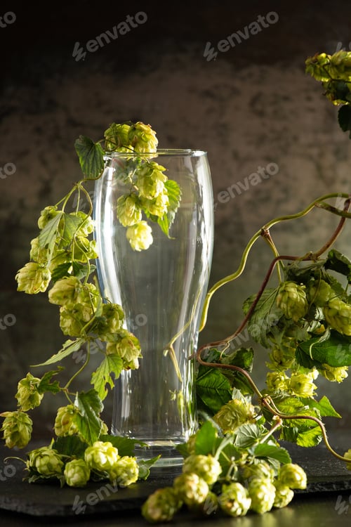 Preview: Empty glass and hops on dark background