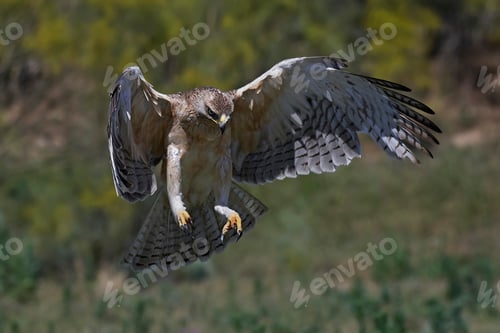 Preview: Bonellis eagle (Aquila fasciata)