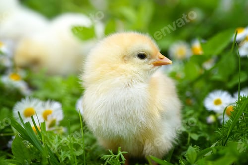 Preview: Little chickens on green grass with daisies