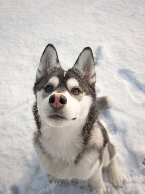 Preview: dog, siberian husky, pets, dogs, wilderness