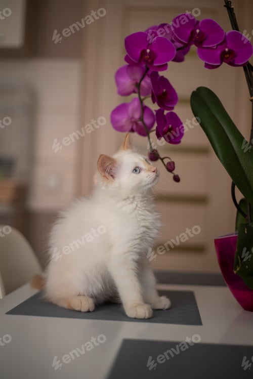 Preview: A cute beautiful domestic kitten with orchid flower