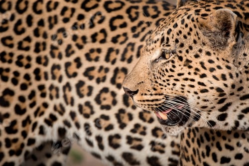 Preview: A leopard's head, Panthera pardus, looking away over shoulder, mouth open, rosettes on fur coat,