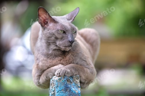 Preview: Big gray angry looking Sphinx breed stray cat resting on steet outdoors in summer