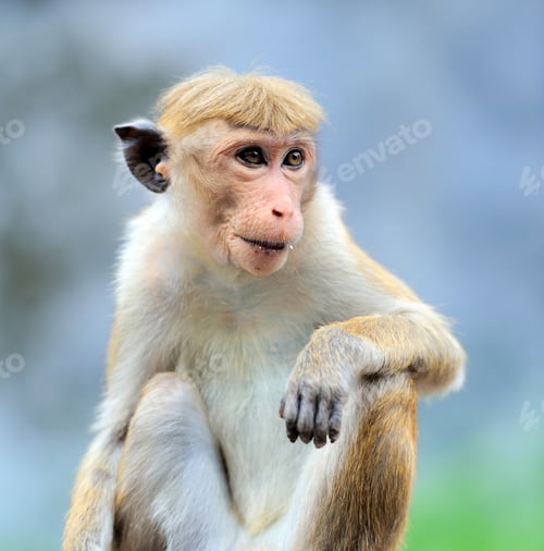 Preview: Monkey in the living nature