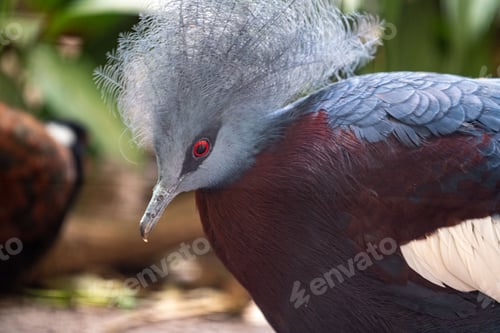 Preview: Close-up shot of a crowned pigeon with a blurry background