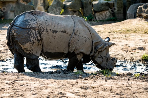 Preview: Rhinoceros
