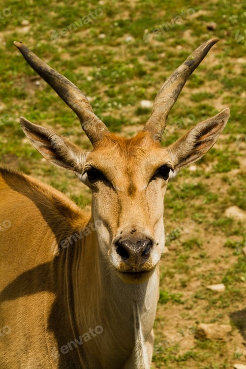 Preview: Roe deer in the wild
