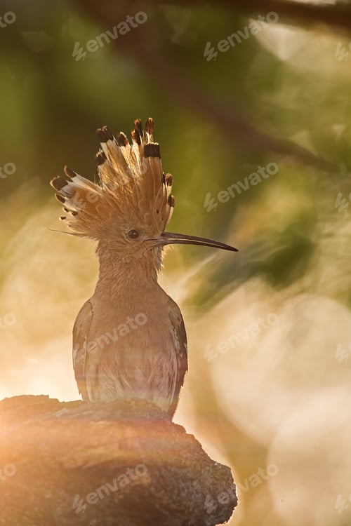 Preview: Silhouette of hoopoe, upupa epops, early in the sunny morning
