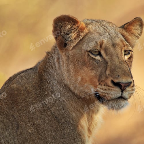 Preview: A Beautiful Wildlife photography pictures