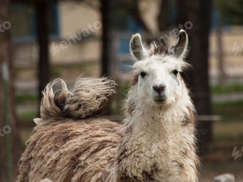 Preview: Lama