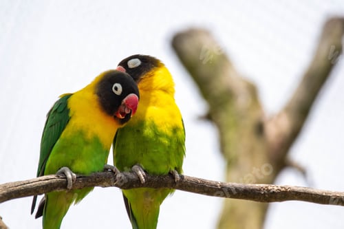 Preview: Coupe of yellow-collared lovebird (Agapornis personatus) on a branch