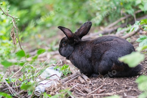 Preview: Curious black rabbit resting on forest ground while alert and observing natural surroundings