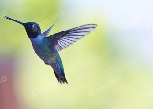 Preview: Portrait of hummingbird in flight