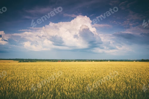 Preview: Golden Field and Beautiful Sky