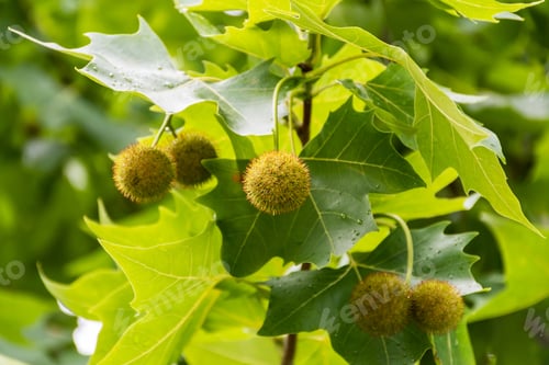 Preview: Leaves and fruits of Platanus occidentalis, also known as American sycamore.