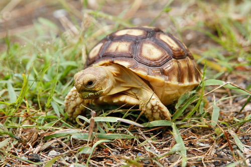 Preview: Baby african spurred tortoise or sulcata tortoise