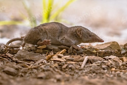 Preview: Lesser white toothed shrew in natural habitat