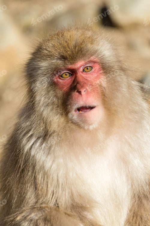 Preview: Beautiful monkey
