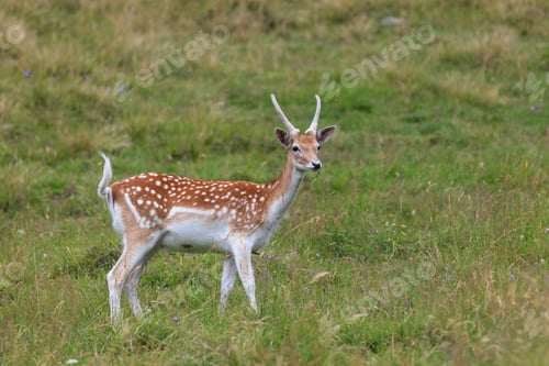 Preview: fallow deer (Dama dama) in grass. Parc de Merlet, France