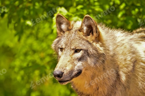 Preview: A beautiful wolf with a warm pelt is hiding behind green plants and looking curious
