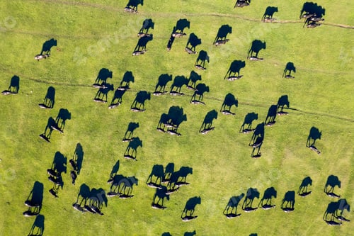 Preview: Aerial view of group of neat walking with their shadows